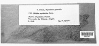 Meliola psychotriae image